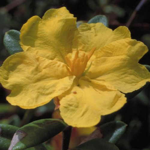 Hibbertia preparazione - hibbertia, ml
